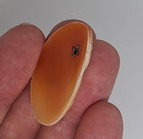 40x30mm Italian Real Shell Cameo unmounted loose Genuine Hand Carved Cameo C308